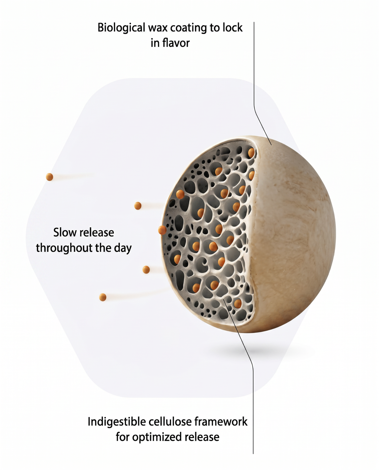 Cross-section of a Lova granulate showing biological wax coating, slow release throughout the day, and indigestible cellulose framework for optimized release